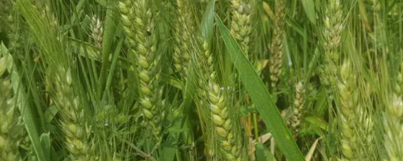 囤麦127小麦品种介绍 囤麦127小麦品种价格