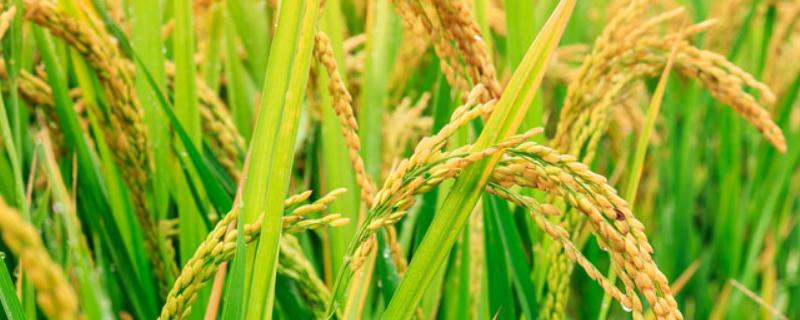 中国水稻的发展史（中国水稻的发展史思维导图）