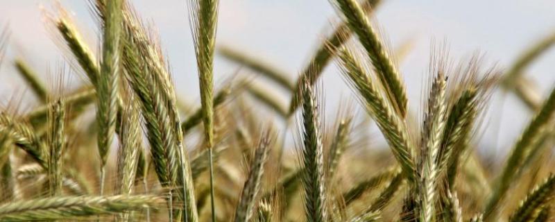 豫农908小麦种特性，附简介（小麦品种豫农949）