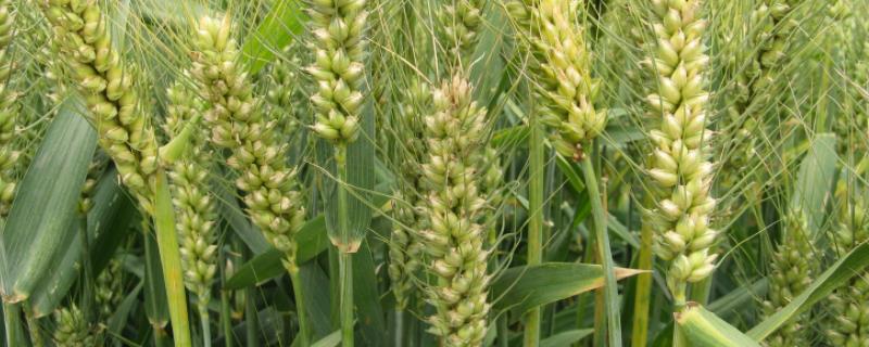 陕西高产小麦品种有哪些 陕西高产小麦品种产量排名