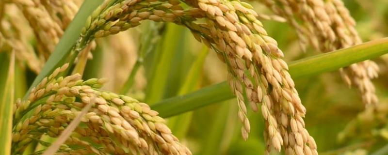 水稻氮肥过多如何补救，附症状 水稻氮肥大了怎么办