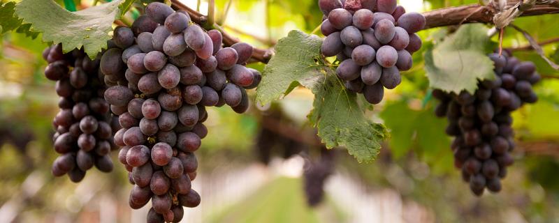 葡萄产量，附葡萄的品种 产量高的葡萄品种