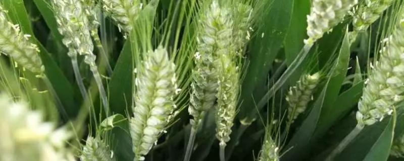 适合山东种植的小麦高产品种 适合山东地区种植的小麦品种