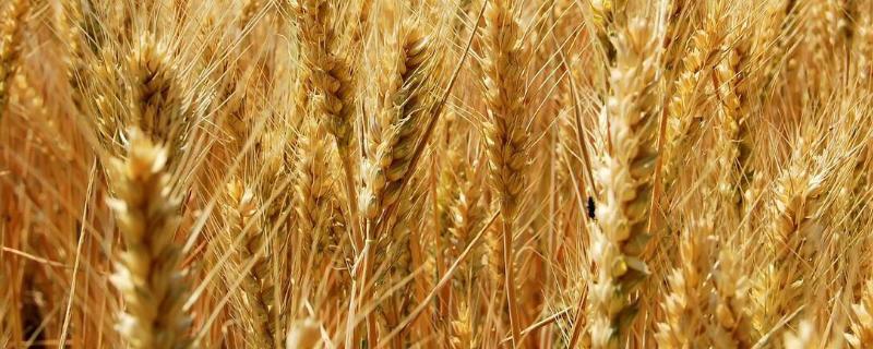 稷麦336小麦品种产量，附简介 小麦新品种稷麦336亩产1600
