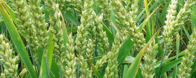 中麦886小麦品种 小麦品种中麦998