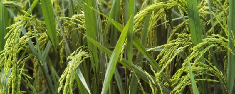 水稻抽穗期，抽穗期田间怎么管理 水稻抽穗期注意事项