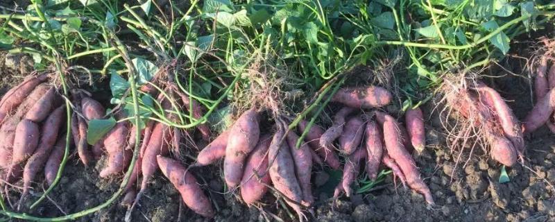 红薯栽培技术 红薯栽培技术与指导