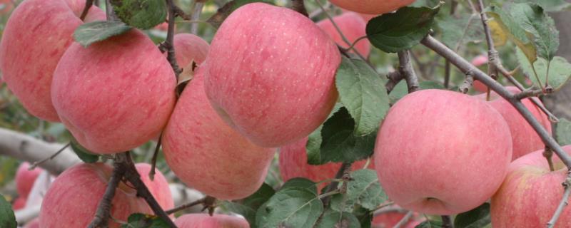北方最早熟的苹果品种有哪些（晚熟的苹果品种介绍）