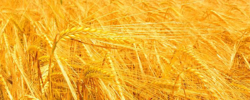小麦高产品种 小麦高产品种介绍