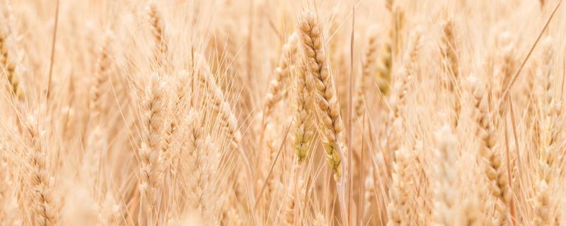 菏麦29小麦品种介绍（菏麦29小麦品种亩产多少斤）