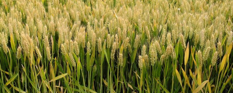 新麦208小麦品种介绍 新麦208麦种简介
