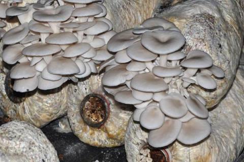 蘑菇种植方法和步骤