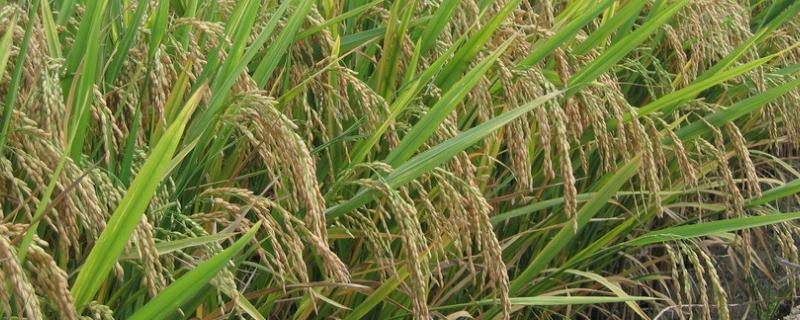 水稻黑条矮缩病特效药，附症状 南方水稻黑条矮缩病防治