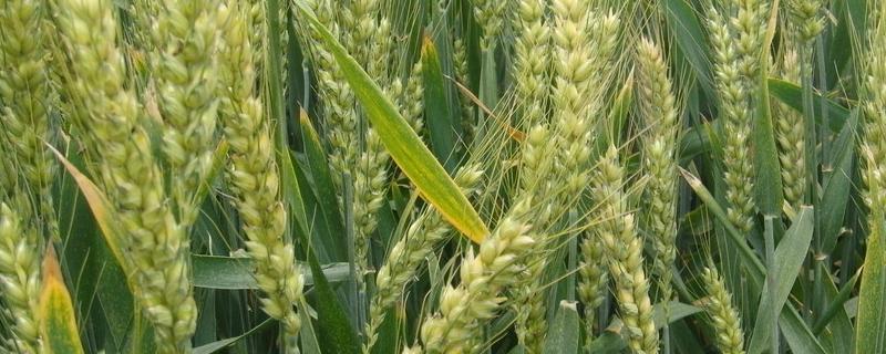 郑麦103小麦品种特性，附简介 郑麦132麦种品种特性