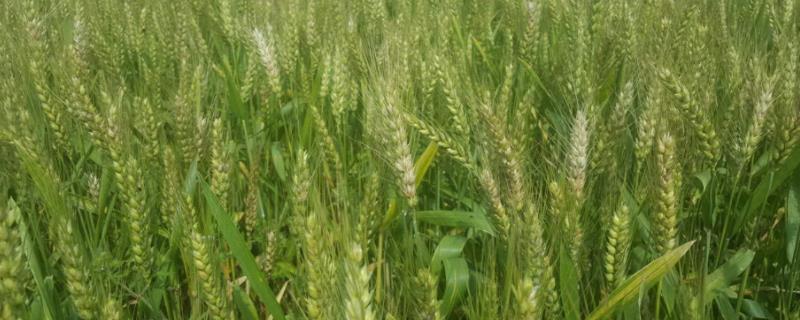西农369小麦品种介绍（小麦新品种）