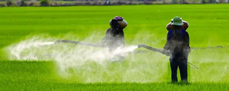 打了除草剂下雨了还有效吗，打了除草剂草多久会变黄