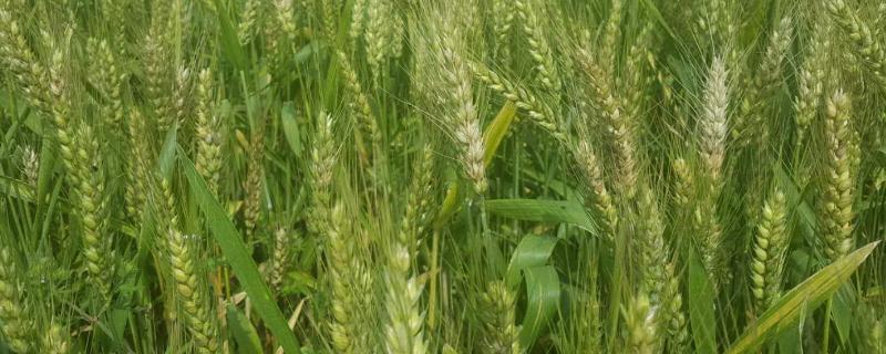 齐民12小麦品种特征特性，附简介（齐民13小麦品种产量怎么样）