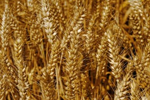 陕西高产小麦品种有哪些