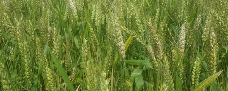 龙麦88小麦品种（龙麦169小麦产量）