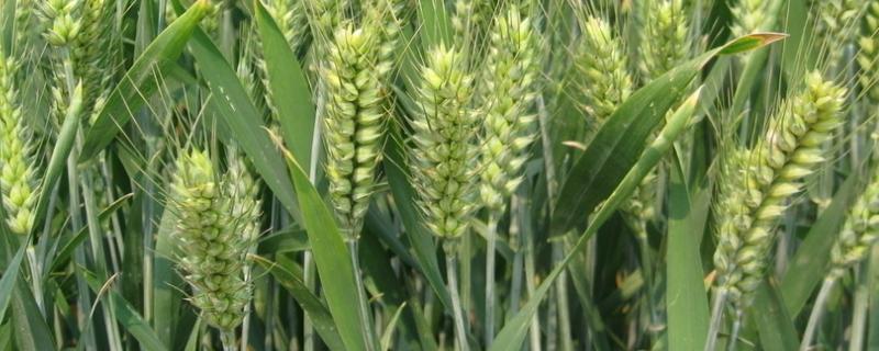 小麦穗尖发白是怎么回事，如何防治 小麦穗顶部发白是怎么回事