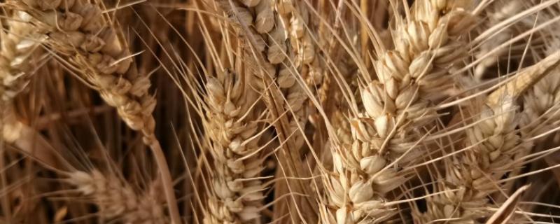 新植9号小麦品种 新植9号小麦品种的介绍多少钱一代
