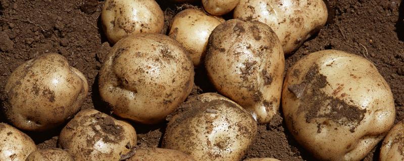 土豆6月份可以种植吗，附种植方法（六月种土豆什么时候能成熟）