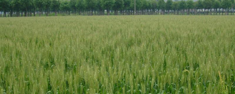 石优20小麦品种介绍（小麦优种前十名）