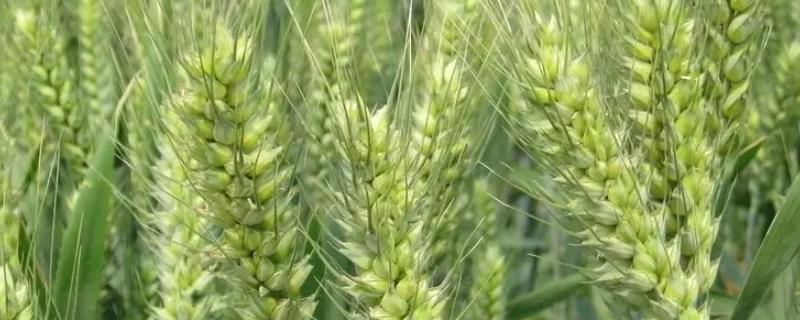 西农99小麦品种 西农99小麦品种简介