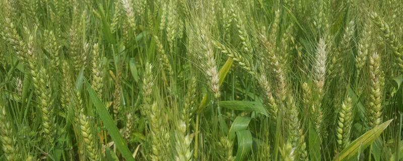 山农981小麦品种（小麦新品种山农28）