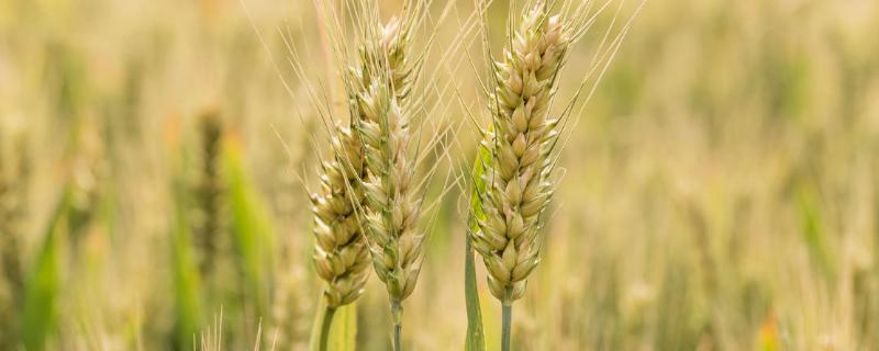 优质强筋小麦品种有哪些品种 强筋小麦品种排名