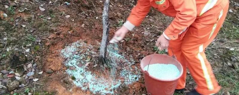 二铵肥料含量，对果树有什么作用（二铵肥料对果树的作用）