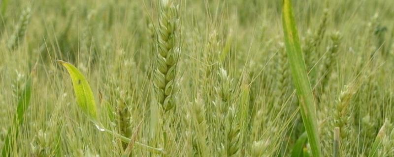 济麦44小麦品种介绍 济麦44小麦品种介绍及图片