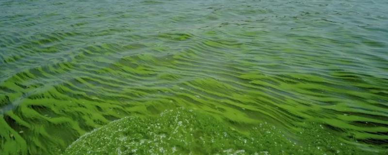 蓝藻爆发的原因及危害，改如何处理（蓝藻爆发的原因及基本处理措施）