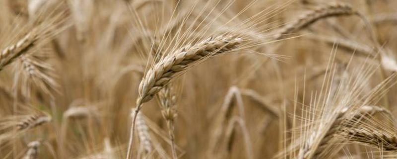 金穗116小麦品种介绍（金穗188小麦品种）