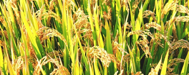 水稻肥料最佳配比，附使用注意事项 水稻肥料最佳配比,附使用注意事项有哪些