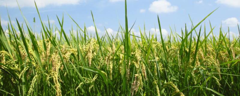 绥粳106水稻种子的主要特征，附简介 绥粳103水稻品种产量怎么样