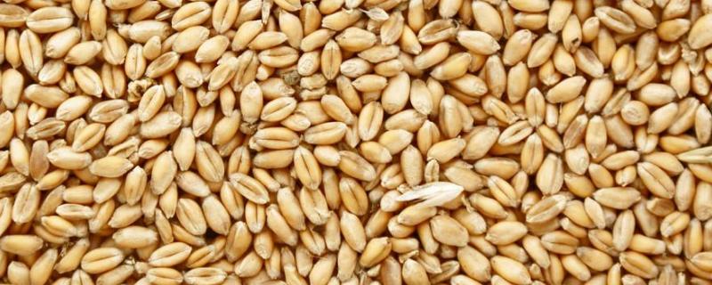 小麦种子怎么弄，子叶数目多少 小麦 种子