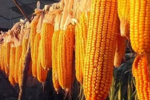 中地159玉米品种特征