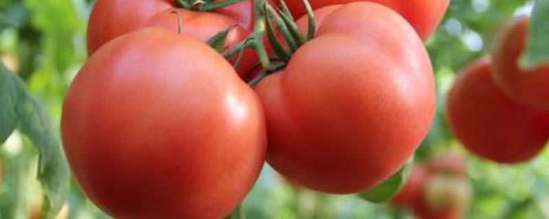 蕃茄栽培技术，种植多久可以上市（番茄种植多长时间成熟）