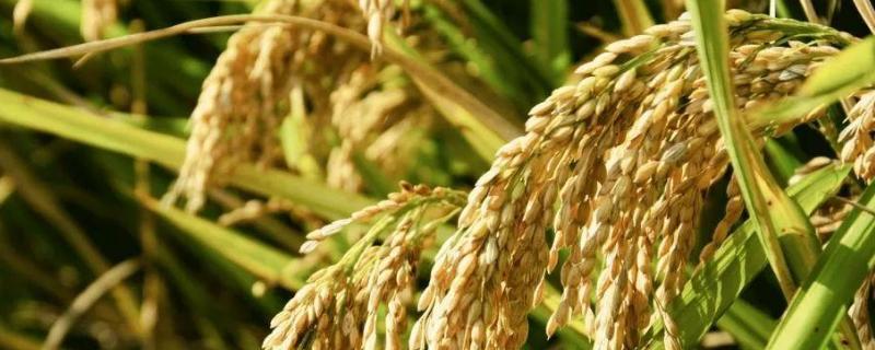 中富稻富合31水稻品种（水稻品种中富稻3252）