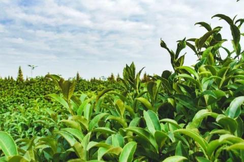 四川丘陵地区适合种植什么