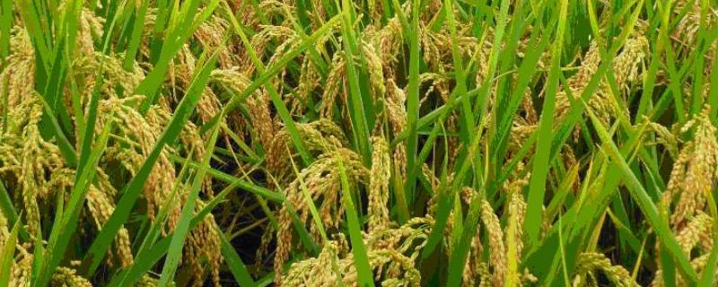 2021年水稻主推品种 2021年水稻主推品种有哪些
