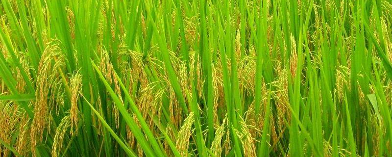 广东19香水稻品种（19香水稻品种）