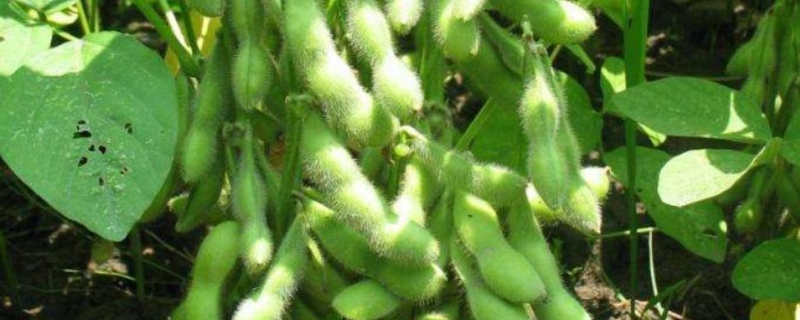 东升一号大豆成熟期多少天，附简介 东升1号大豆种子特征特性