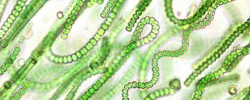 蓝细菌有叶绿体吗，和蓝藻一样吗 蓝细菌有叶绿体吗,和蓝藻一样吗