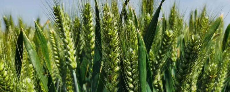 山农37小麦种品种介绍 小麦小麦品种山农37