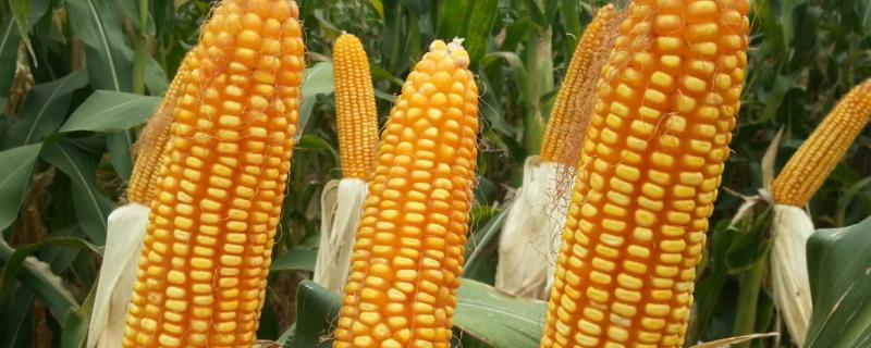 农大372玉米种的特征特性，附简介 农大372玉米种简介多少钱一袋