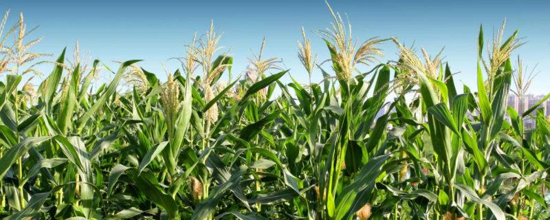 玉米的生长环境，高产玉米品种介绍（玉米的生长环境条件）