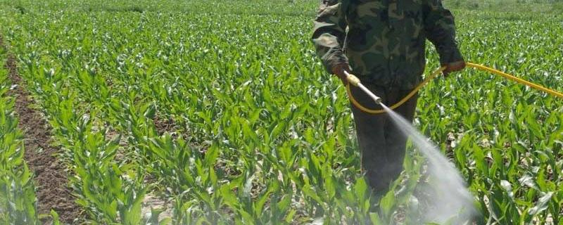 玉米除草剂几小时下雨不影响药效 玉米除草剂多少时间下雨无影响
