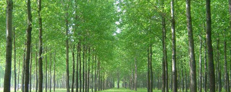 农田防护林带分哪()种类型? 农田防护林带分为哪些种